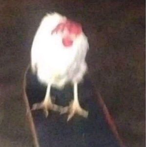 Meet your Posher, Frankie